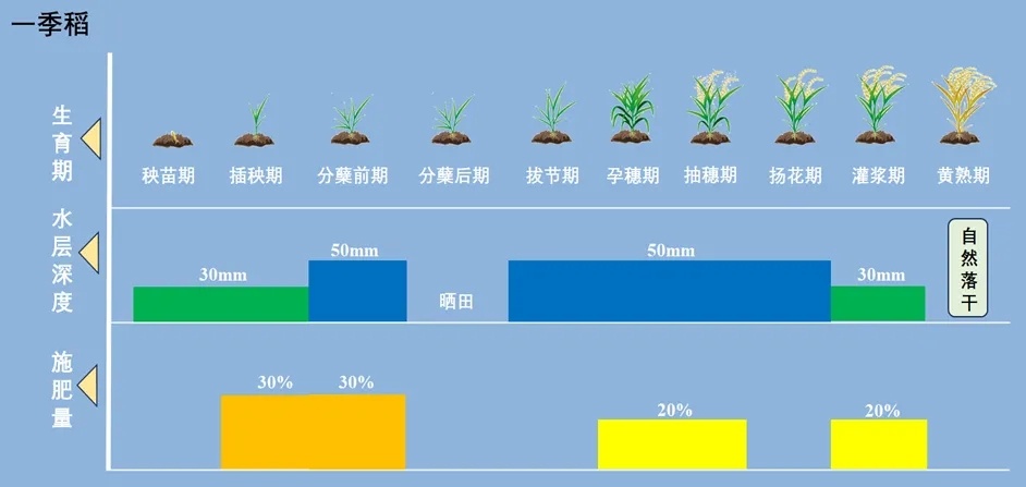 科普 | 我国主要粮食作物生育期及灌溉用水需求——水稻