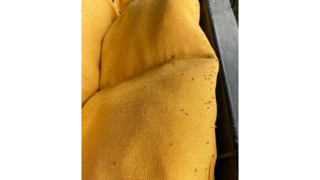 紧急提醒！最近不要穿这种颜色的衣服出门！
