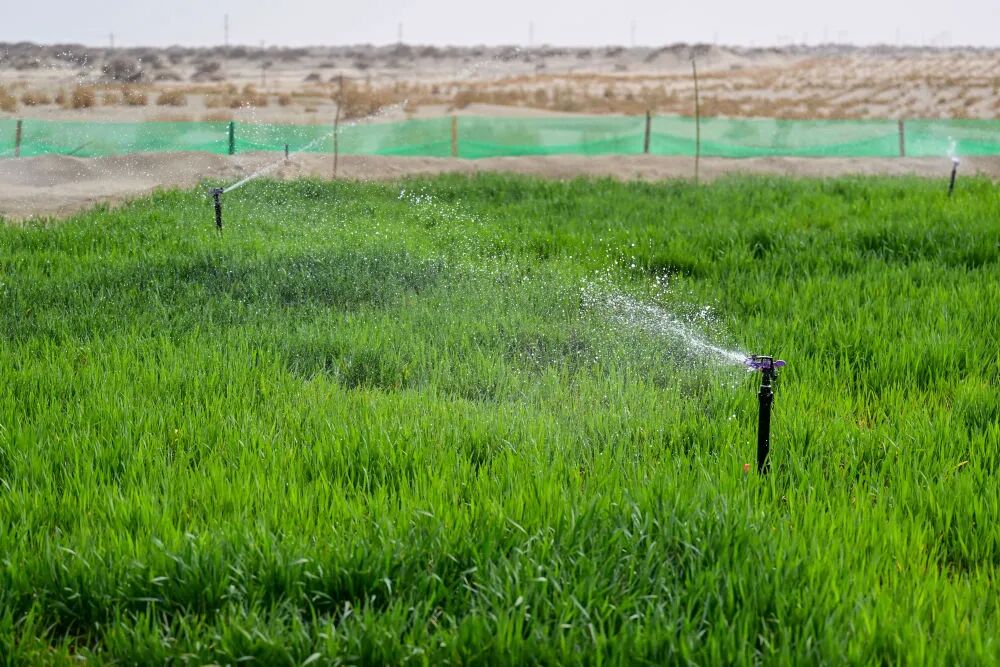 新疆粮食单产蝉联全国第一丨高标准农田功不可没